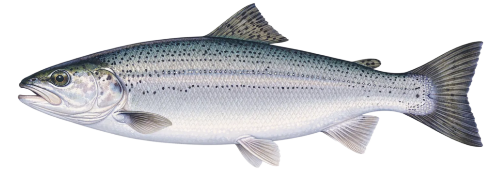 Image d'illustration d'un saumon