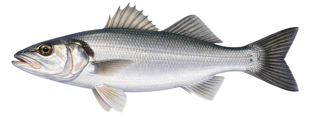 Image d'illustration d'un bar