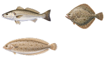 Image d'illustration d'un turbot, d'une sol et d'un maigre
